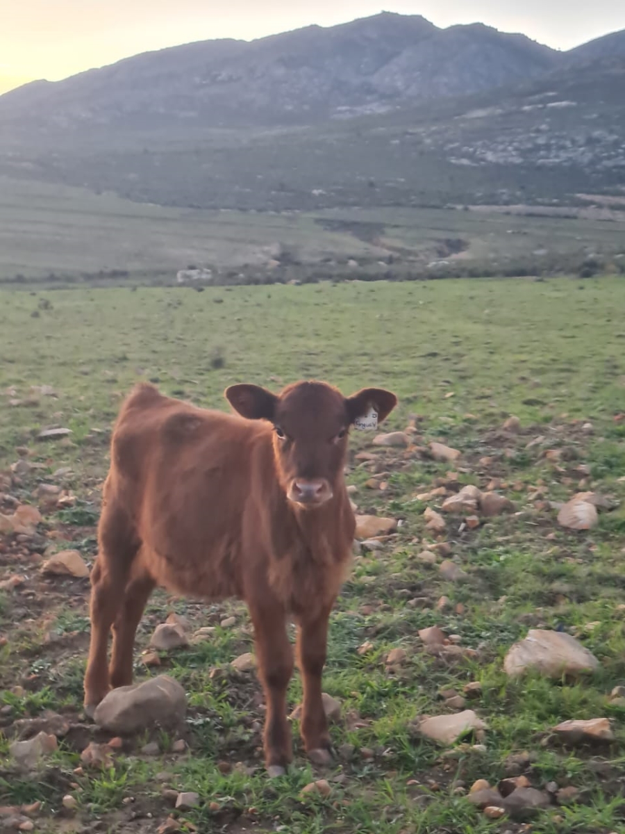 Commercial Property for Sale in Avontuur Western Cape